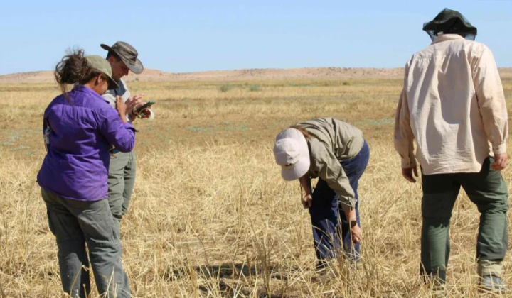 Signs of Domestication of Wild Millet