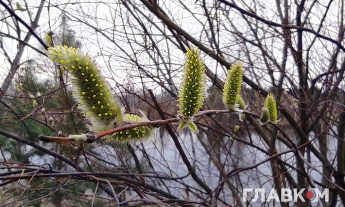 Вербна неділя 2025: урочиста процесія, пальми, віруючі