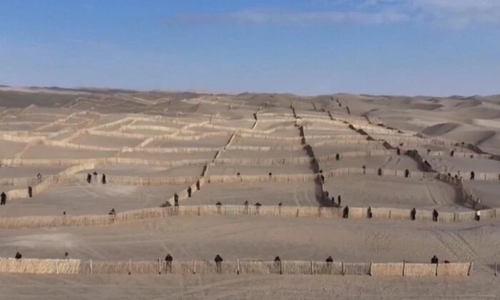 Стіна з дерев у пустелі