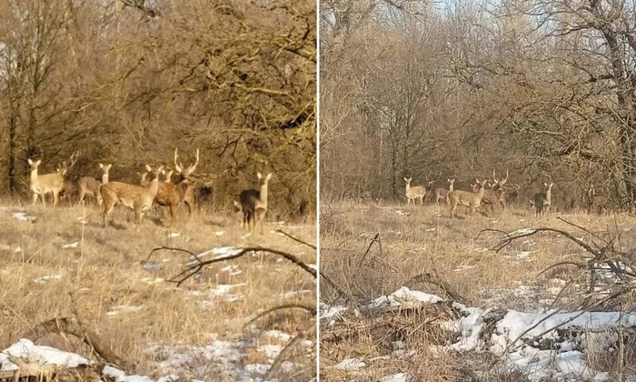 Табун японских оленей бродит по Днепропетровщине (фото)