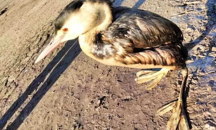 Птахи в мазуті на Одещині