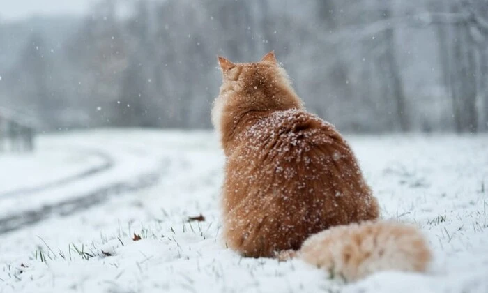 Холодная та мокрая погода 24 января