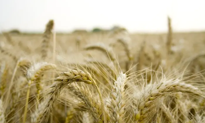 Украинские аграрии продают пшеницу за безценок