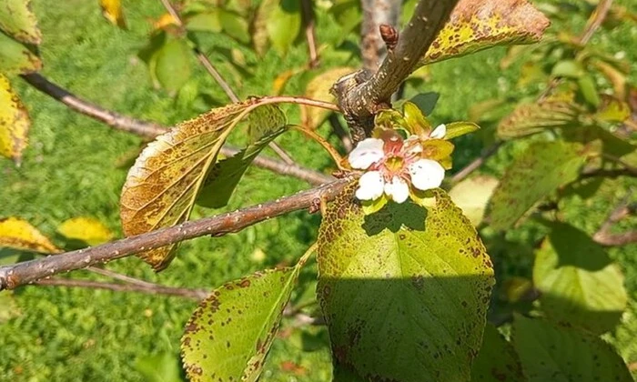 Цветущие яблони в селе на Тернопольщине
