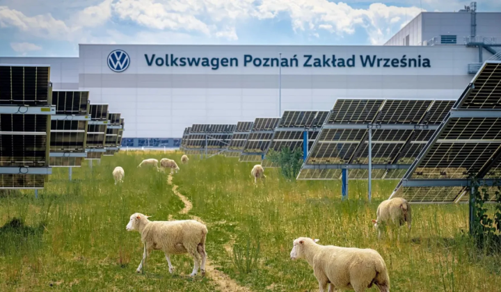 Volkswagen grazing 100 sheep on a solar farm