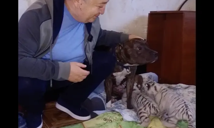 Собака охраняет тигрят в экопарке