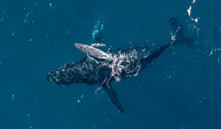 Drone captured birth of humpback whale
