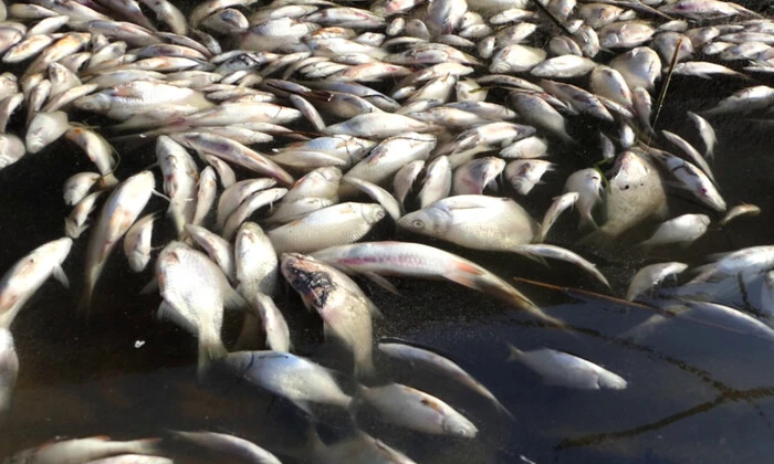 Збитки від загибелі риби на Хмельниччині