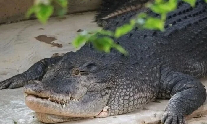 Річка з крокодилами для веслування