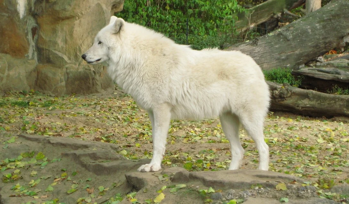 Arctic Wolf Attack Leaves 8-Year-Old Girl Hospitalized Near Berlin Wildlife Park
