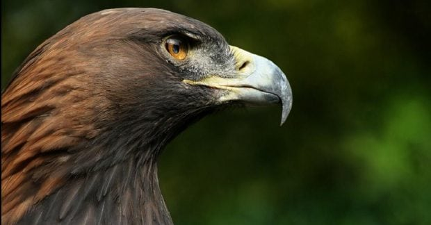 Image of golden eagle protection in Kominyarsky Verkh