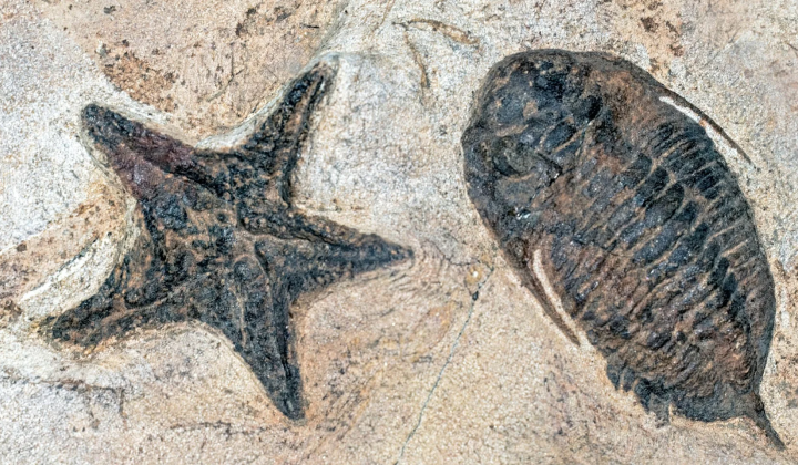 Fecal Revolution and the Cambrian Explosion