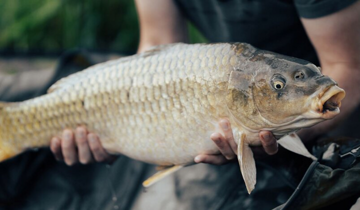 Ціна на рибу січні ударно зросла