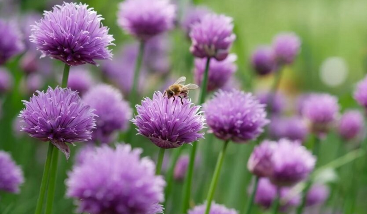 Діаграма з температурою для травня