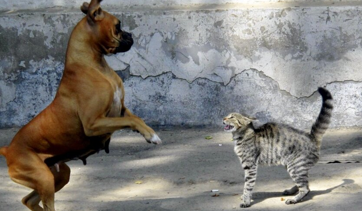 Небезпека при реєстрації тварин для власників