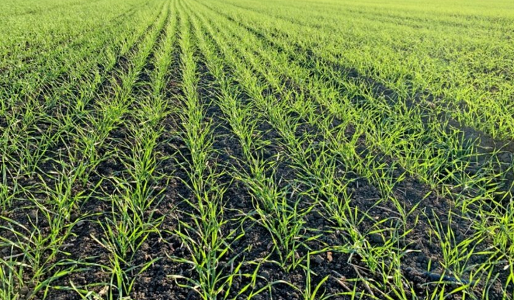 Поля з не посіяними озиминами у Миколаївській області