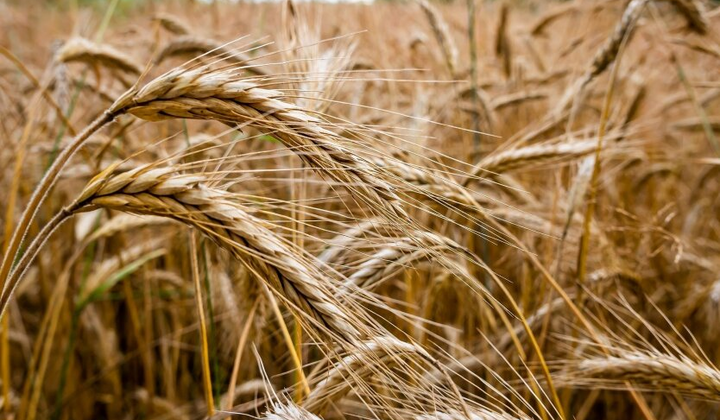 Изображение 80 капитанов, что вывозили зерно