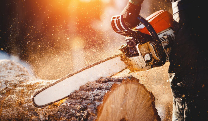 Украинцы вырубают деревья и получают штрафы