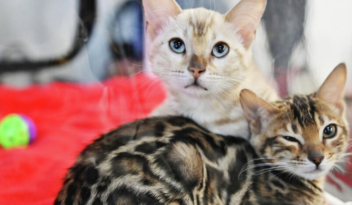 Процедура реєстрації свійських тварин в ЦНАПах