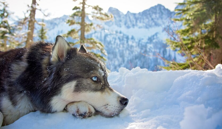 Зима змістилася на місяць: наслідки