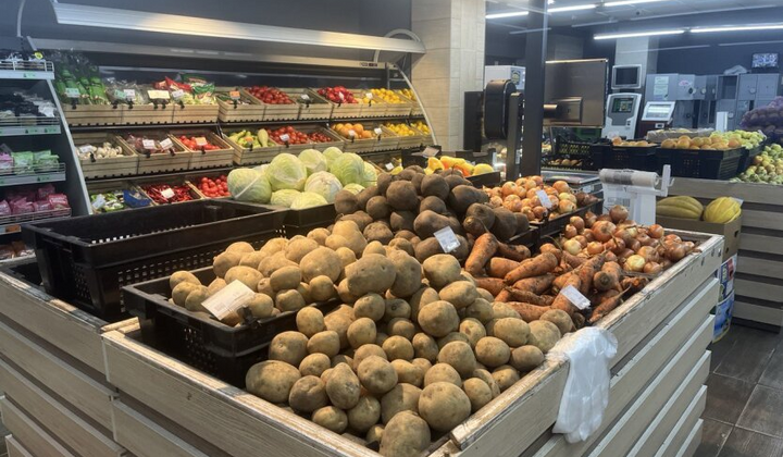 Людина збирає помідори в огороді