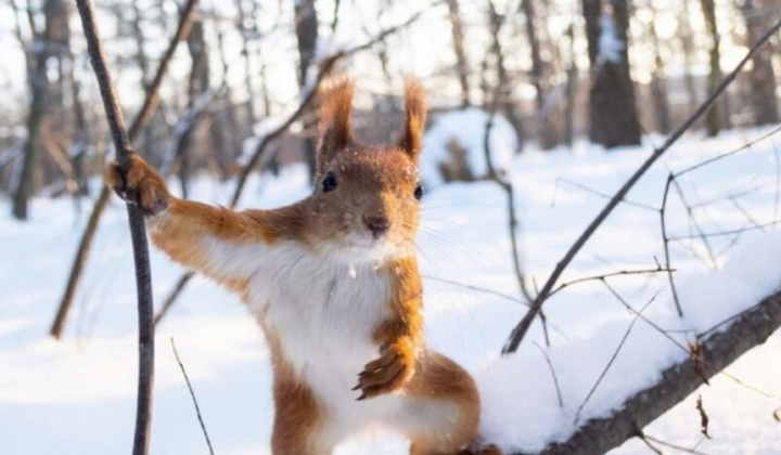 Шапка, пальто, валіза, сніг, лютнева погода