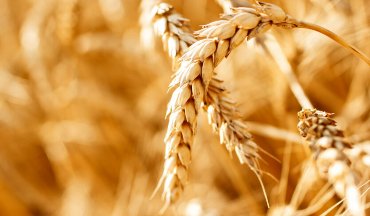 Украина уменьшила экспорт зерновых культур