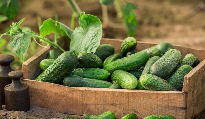 Овочі на ринку за дешевші