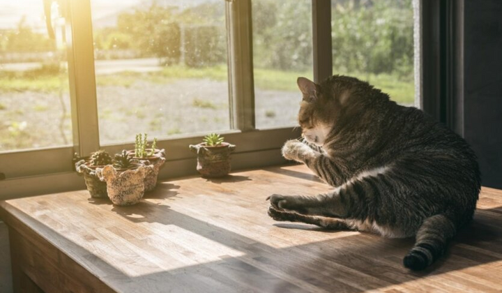 Літня спека на фоні України