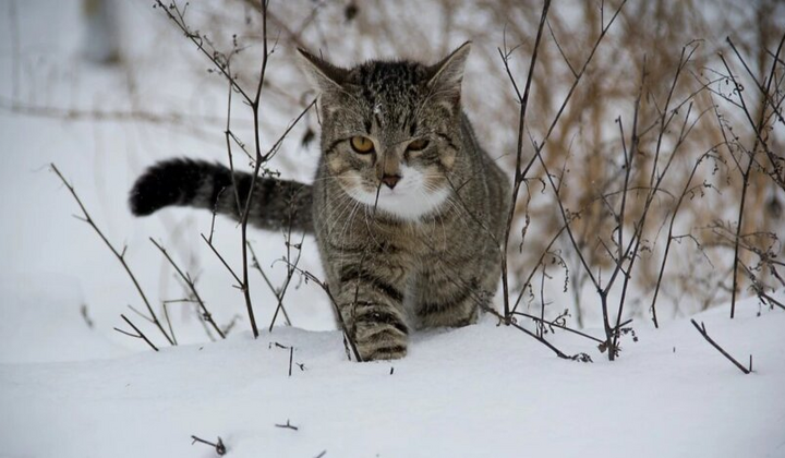 Діденко попередила про похолодання до -17 та ожеледицю