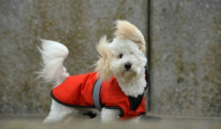 Погода для прогулки Киевщиной