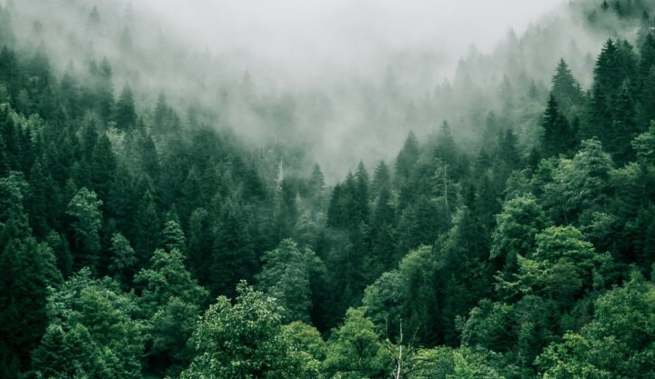 Деревья в лесу, которые нужно защитить