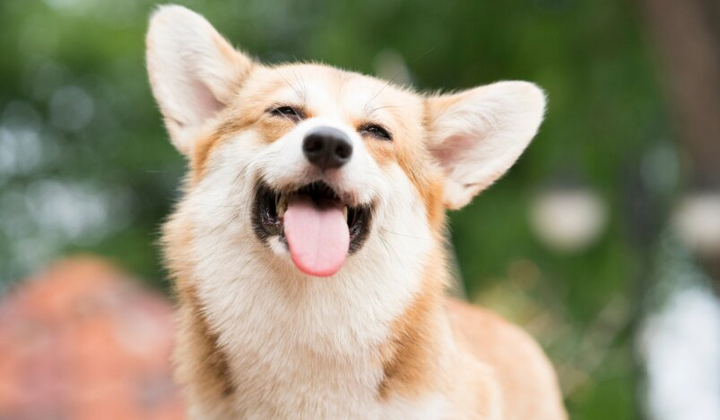 Зображення гарного літа на Київщині