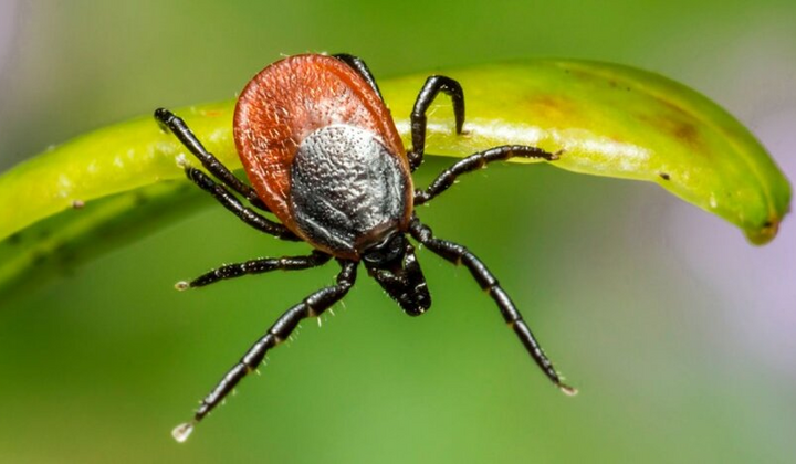 Зображення кліща, кров приваблює