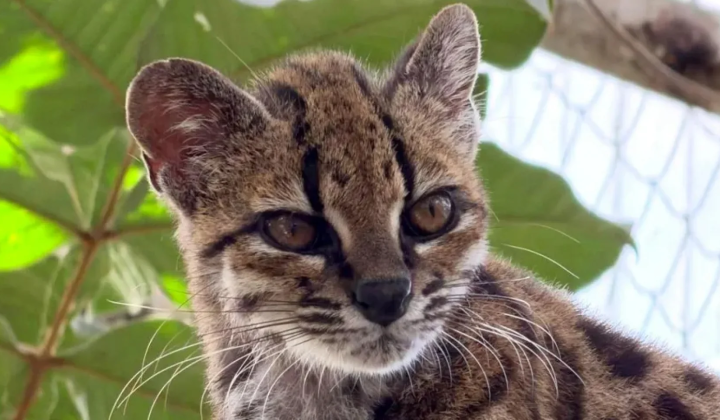 Wild cat Leopardus tilcayo in Bolivia