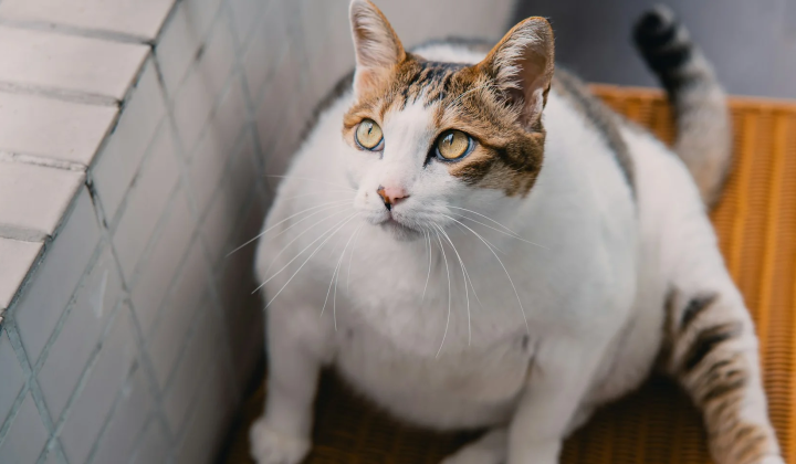 Optical version of Schrödinger's cat, alpha 2,4