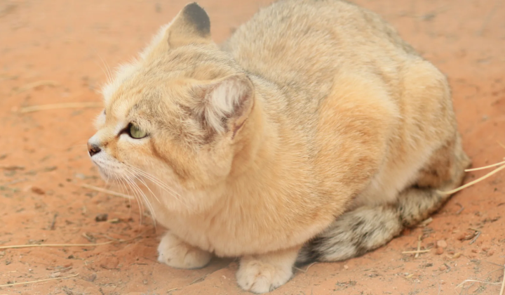 Rare sand cat in Libya
