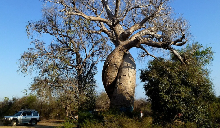 Seventh species of baobabs in Madagascar