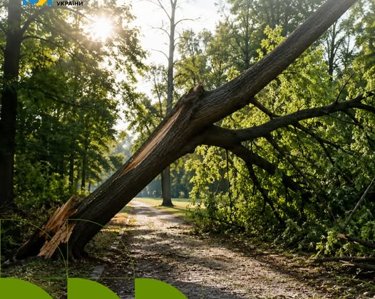 Робочі видаляють аварійне дерево за межами міста