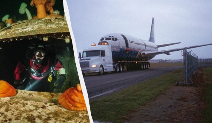 Боїнг 737 у воді - дім для морських видів