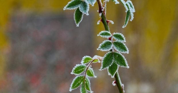 Заморозки до -3°, небезпечність I рівень