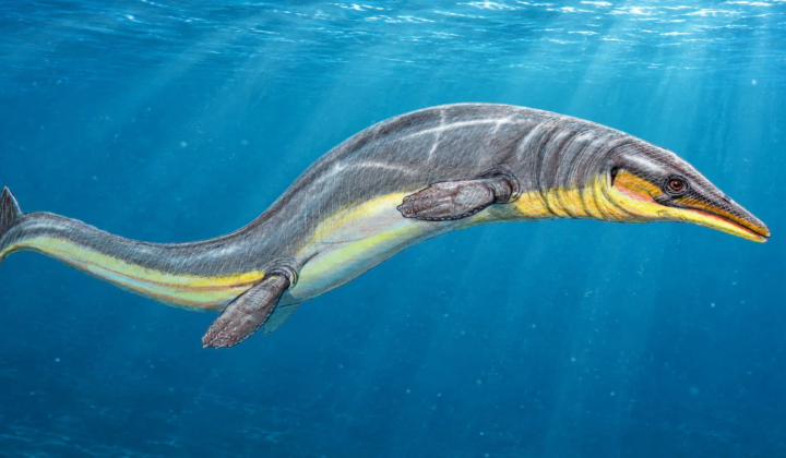 Скамья мозазавра Halisaurus auriculatus