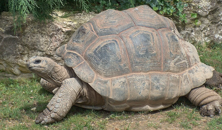 Population of giant tortoises on Aldabra