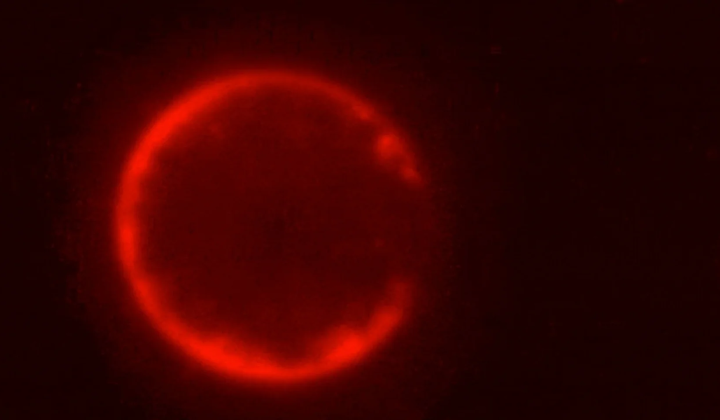 Synthetic cell SpudCell created by scientists