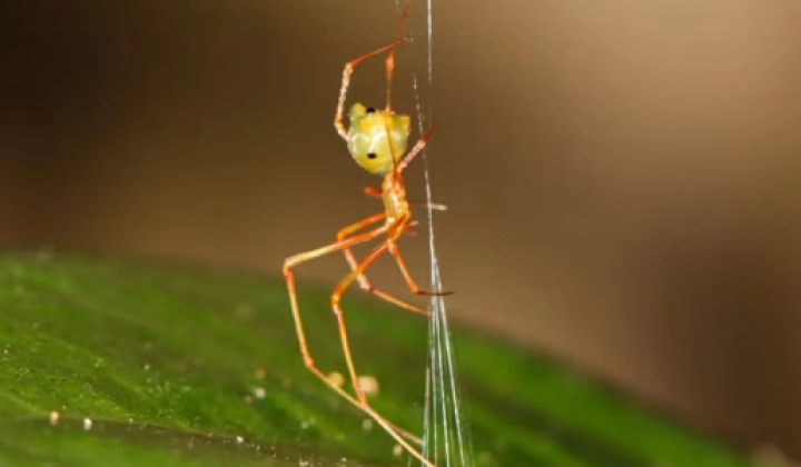 Spider catapults ants with 140 G acceleration