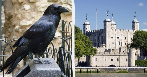 Ravens at the Tower of London