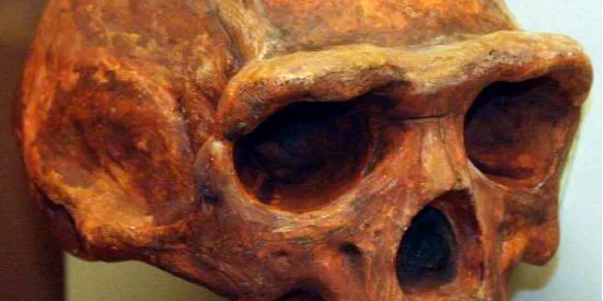 Реконструкция Homo erectus в Южной Африке