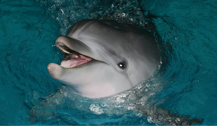 Dolphins received the first award for communication with humans