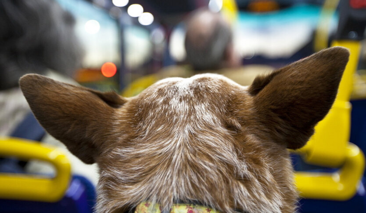 Правила перевезення тварин в Україні