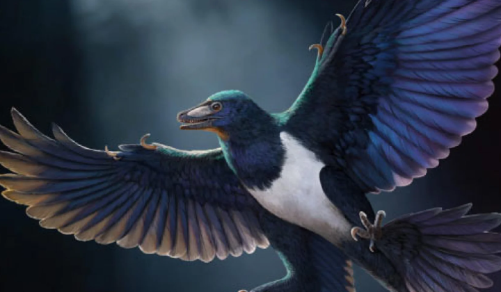 Скелет Norellraptor barsboldi в Китаї